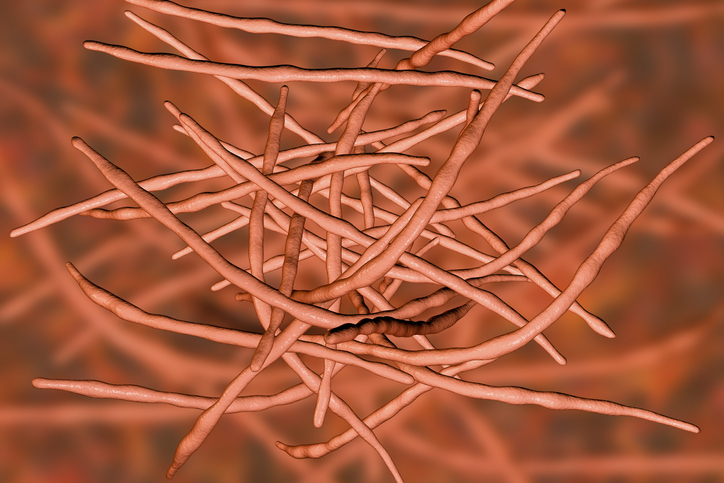Actinomycetes, gram-positive anaerobic bacteria 