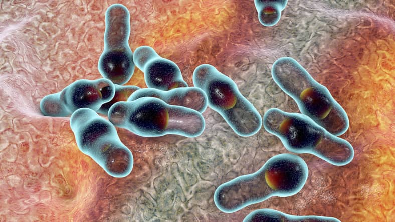 Spore-forming bacteria Clostridium that causes botulism