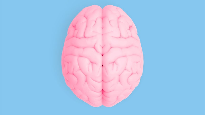Brain and nervous system