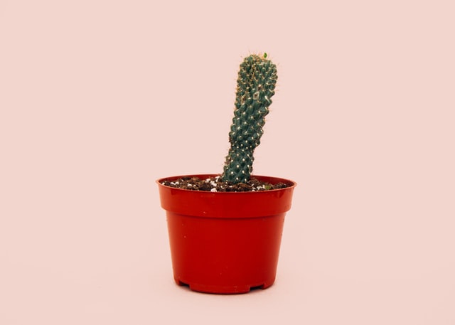 Cactus in terracotta pot representing torn penis
