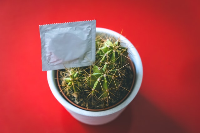 Condom on top of cactus on red