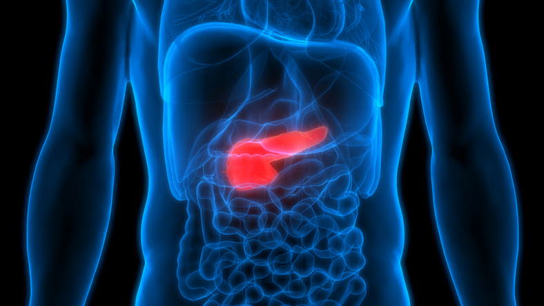 D Illustration of Human Body Organs and pancreas