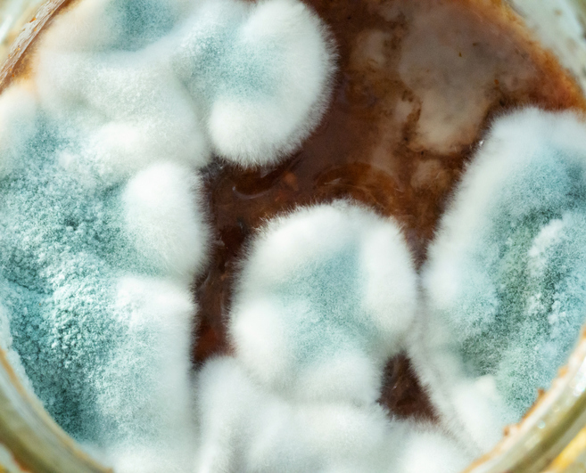 Growth of aspergillosis on jam