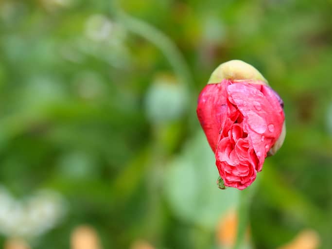 FGM: what it is, health risks and how to get support