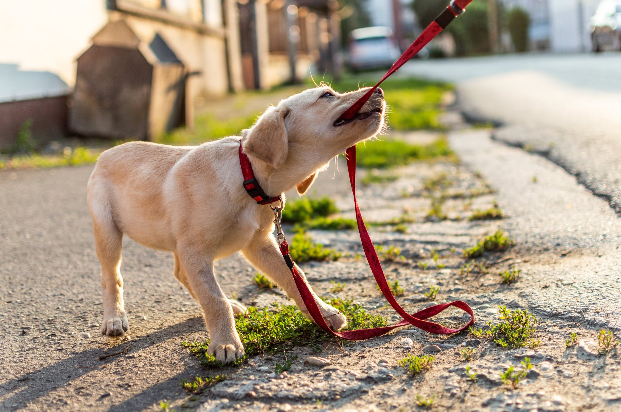 Labrador dog playing outdoors stock photo
Credit: SanyaSM