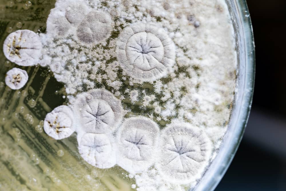 Mould in petri dish