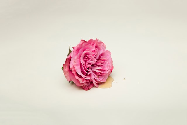 Pink rose with honey on cream background